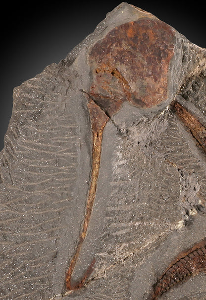 "Brittle" Starfish & Dendrocystites Fossil Plate (w/ stand)
