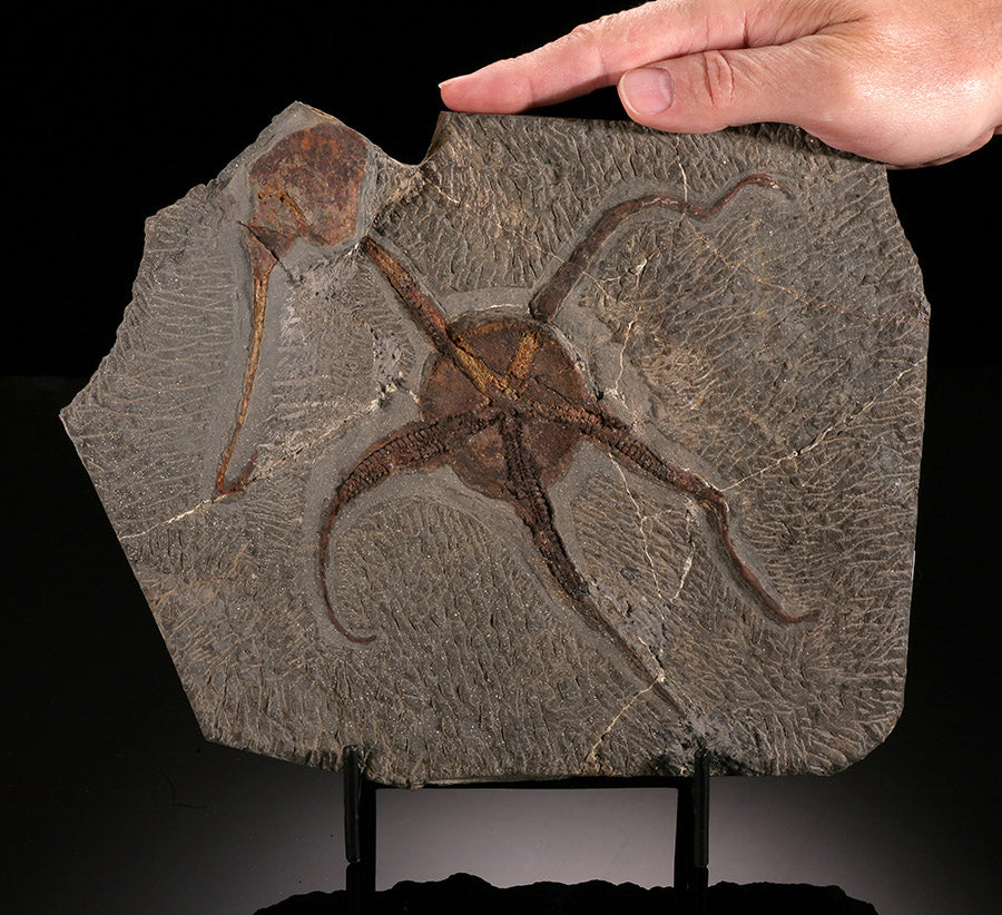 "Brittle" Starfish & Dendrocystites Fossil Plate (w/ stand)