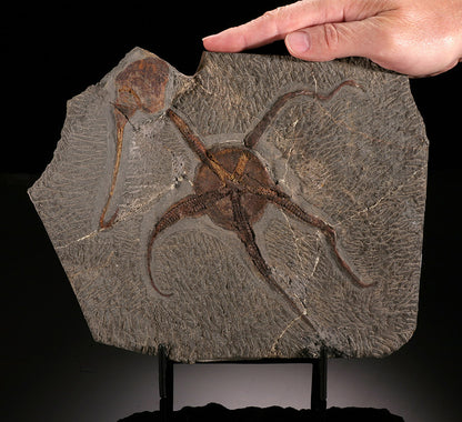 "Brittle" Starfish & Dendrocystites Fossil Plate (w/ stand)
