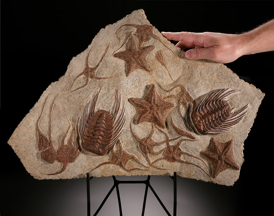 Starfish, Crinoid & Trilobite Mortality Plate (w/ stand)