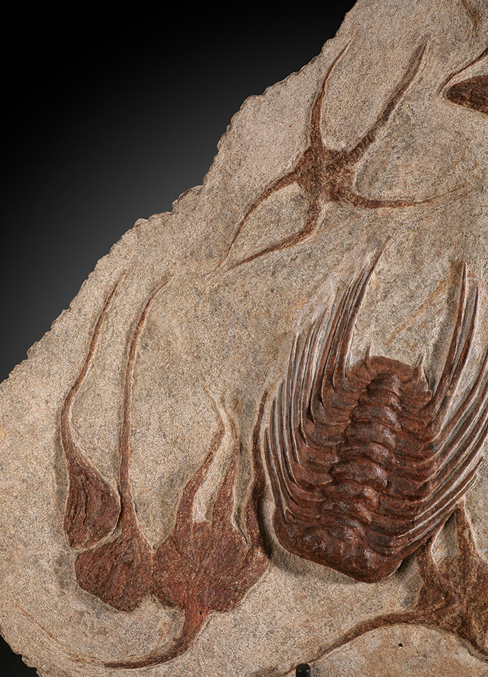 Starfish, Crinoid & Trilobite Mortality Plate (w/ stand)
