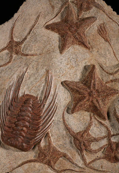 Starfish, Crinoid & Trilobite Mortality Plate (w/ stand)
