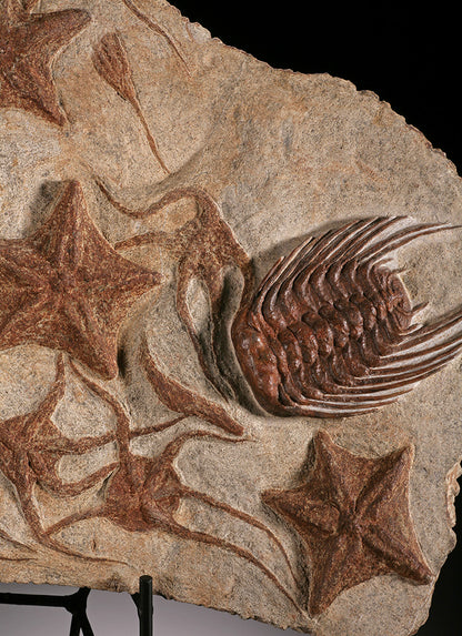 Starfish, Crinoid & Trilobite Mortality Plate (w/ stand)