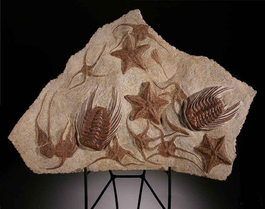 Starfish, Crinoid & Trilobite Mortality Plate (w/ stand)