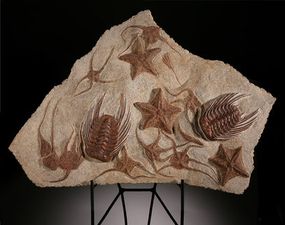 Starfish, Crinoid & Trilobite Mortality Plate (w/ stand)