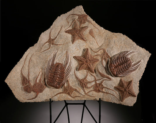 Starfish, Crinoid & Trilobite Mortality Plate (w/ stand)