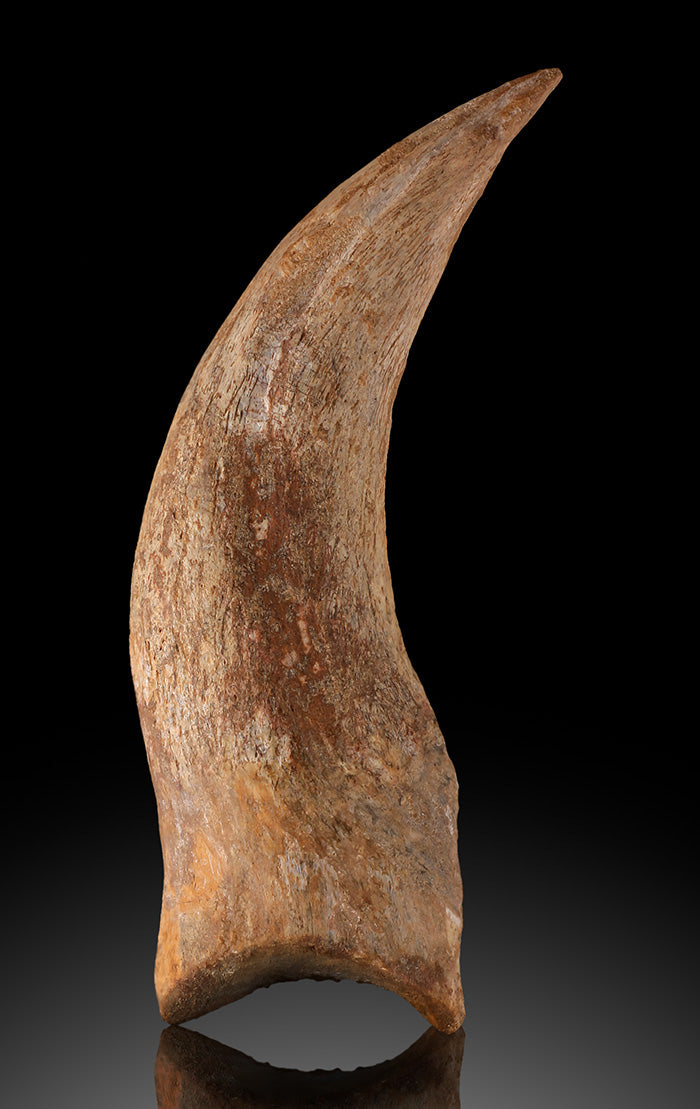 Spinosaurus Hand Claw