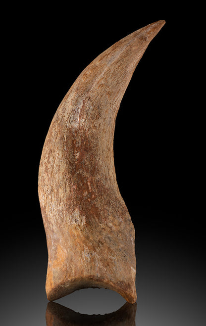 Spinosaurus Hand Claw