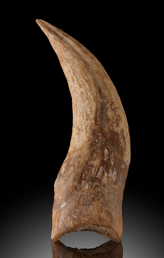 Spinosaurus Hand Claw