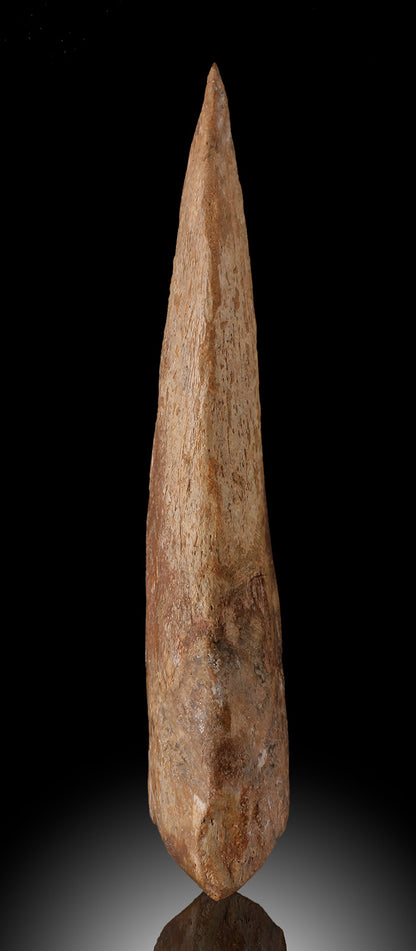 Spinosaurus Hand Claw