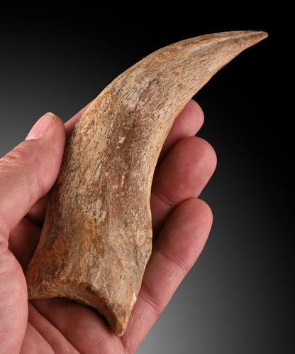 Spinosaurus Hand Claw