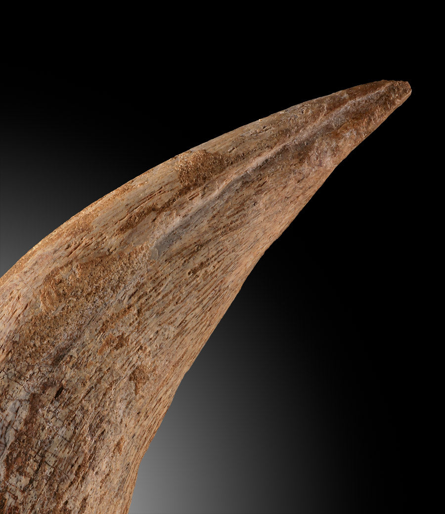 Spinosaurus Hand Claw