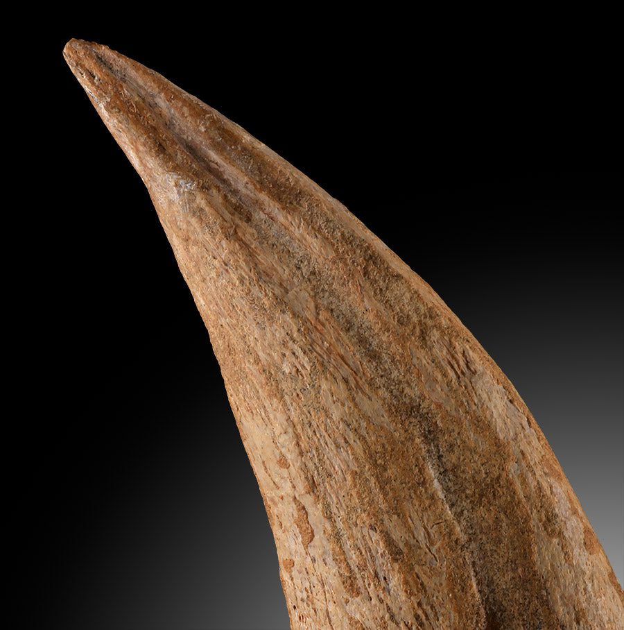 Spinosaurus Hand Claw