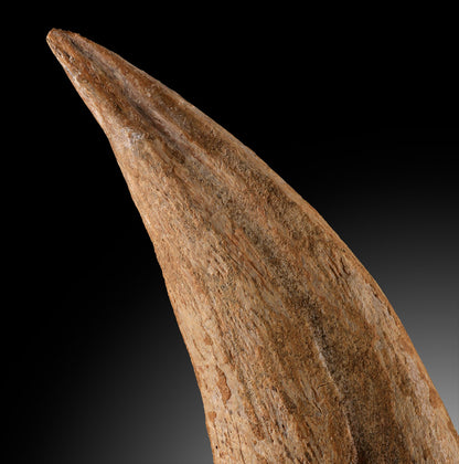 Spinosaurus Hand Claw