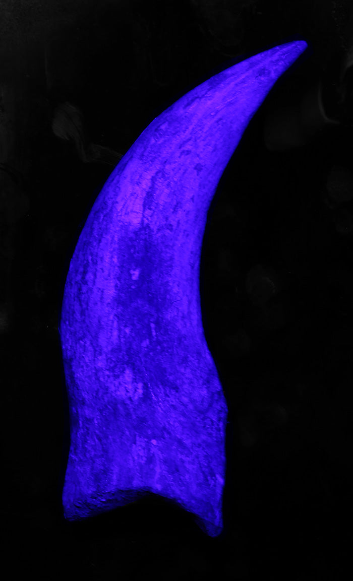 Spinosaurus Hand Claw
