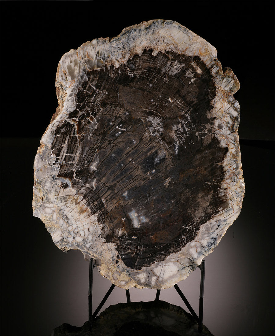 13" Petrified Fir Slab (with stand)