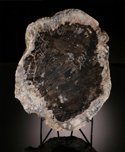 13" Petrified Fir Slab (with stand)