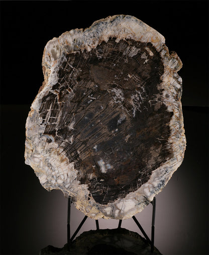 13" Petrified Fir Slab (with stand)
