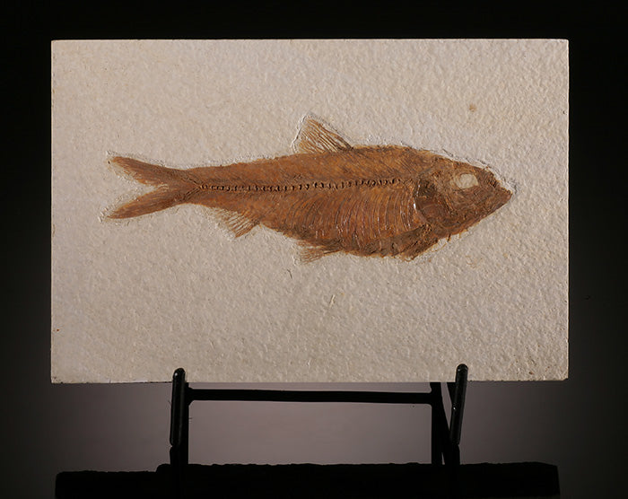 6" Knightia Fish Plate (with stand)