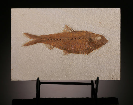 6" Knightia Fish Plate (with stand)