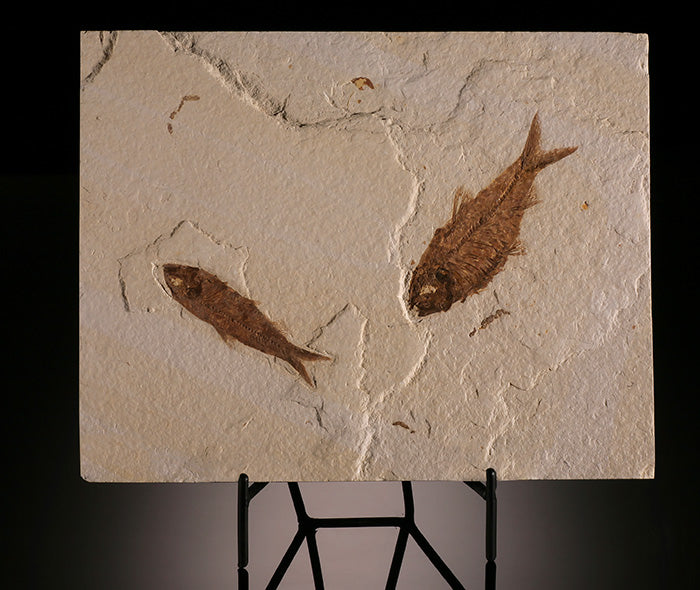 Double Knightia Fish Plate (with stand)