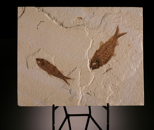 Double Knightia Fish Plate (with stand)
