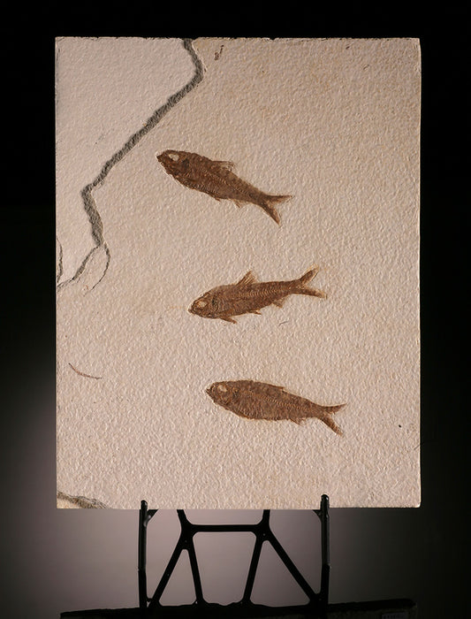 Triple Knightia Fish Plate (with stand)