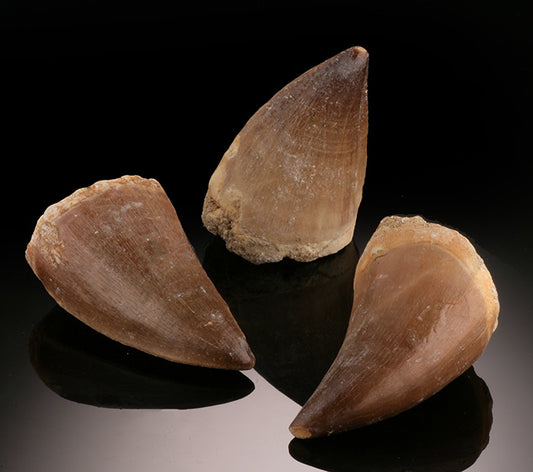 Mosasaur Tooth (Best Available)