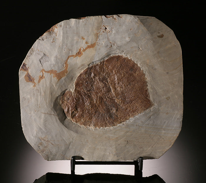 Davidia antiqua Leaf Plate (with stand)
