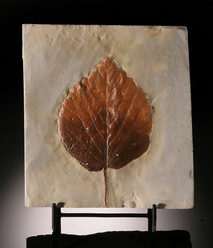 Davidia antiqua Leaf Plate (with stand)