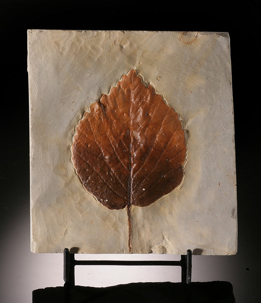 Davidia antiqua Leaf Plate (with stand)