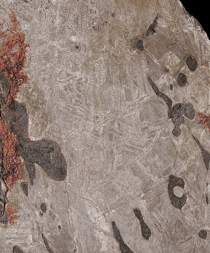 Mont Dieu Octahedrite Meteorite