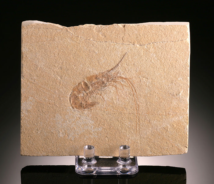 Fossil Shrimp (Carpopenaeus longirostris), with stand