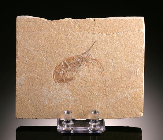 Fossil Shrimp (Carpopenaeus longirostris), with stand