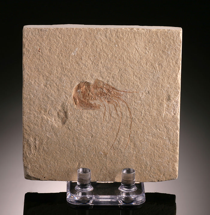 Fossil Shrimp (Carpopenaeus longirostris), with stand