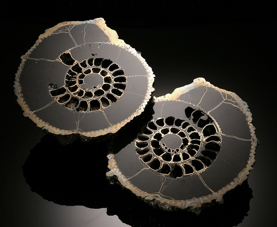 Russian Pyritized Ammonite Pair (with stands)