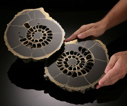 Russian Pyritized Ammonite Pair (with stands)