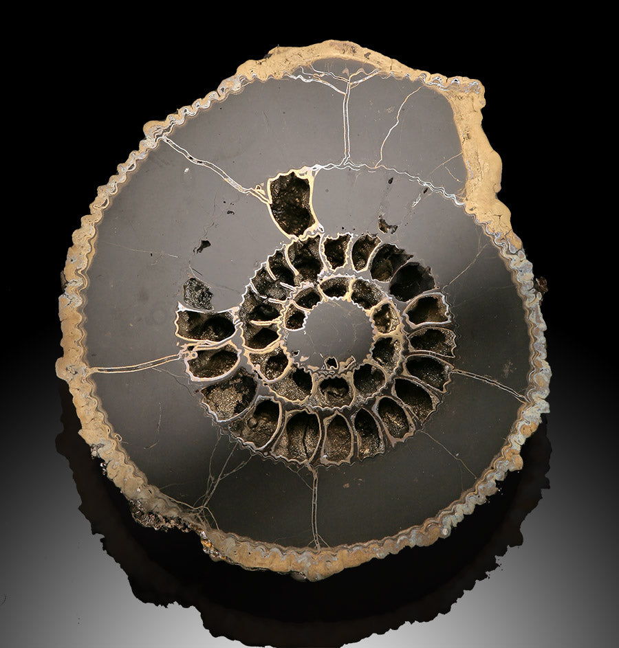 Russian Pyritized Ammonite Pair (with stands)