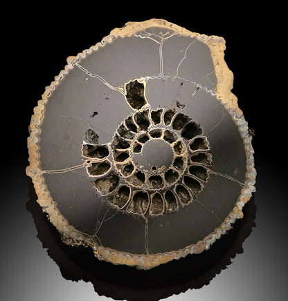 Russian Pyritized Ammonite Pair (with stands)