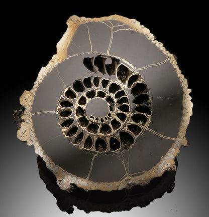 Russian Pyritized Ammonite Pair (with stands)