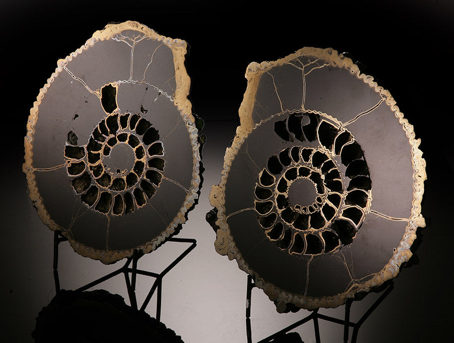 Russian Pyritized Ammonite Pair (with stands)