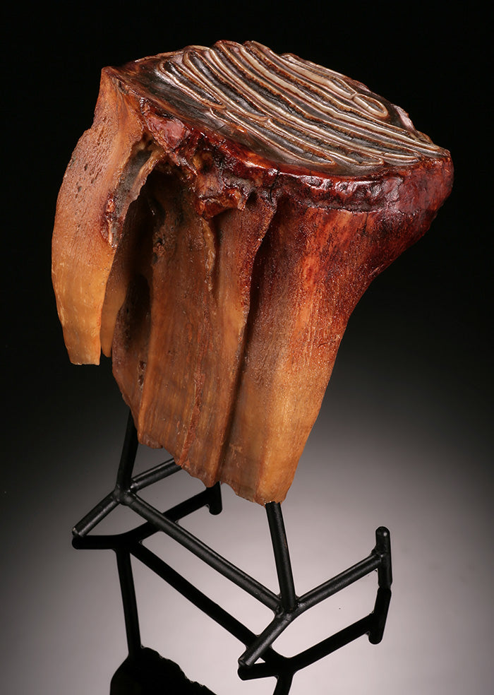 Juvenile Woolly Mammoth Molar (w/ stand)