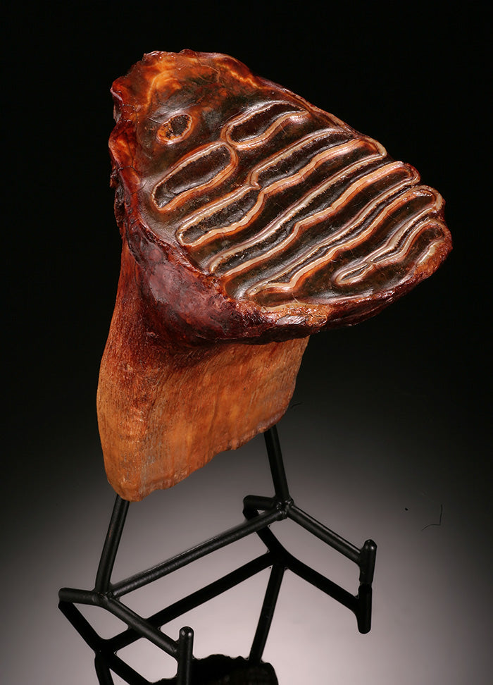 Juvenile Woolly Mammoth Molar (w/ stand)