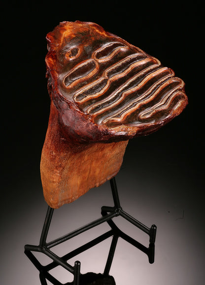 Juvenile Woolly Mammoth Molar (w/ stand)