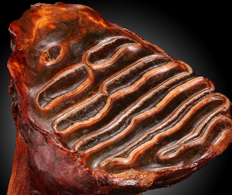 Juvenile Woolly Mammoth Molar (w/ stand)