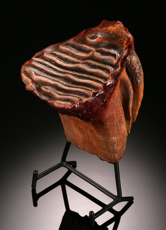 Juvenile Woolly Mammoth Molar (w/ stand)