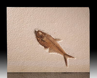 10" Diplomystus Plate (with stand)