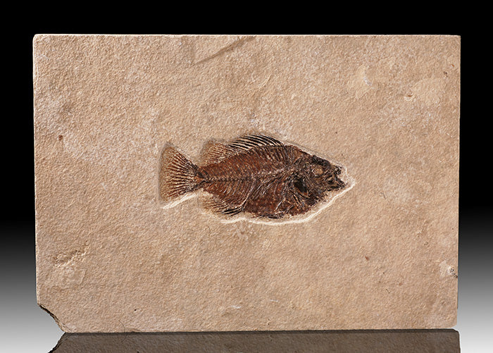 Cockerellites liops / Priscacara liops Fossil Fish (with stand)
