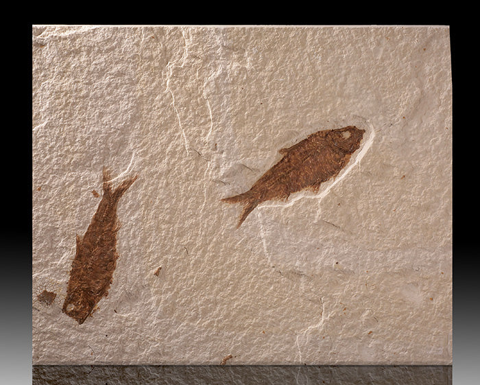Double Knightia Fish Plate (with stand)