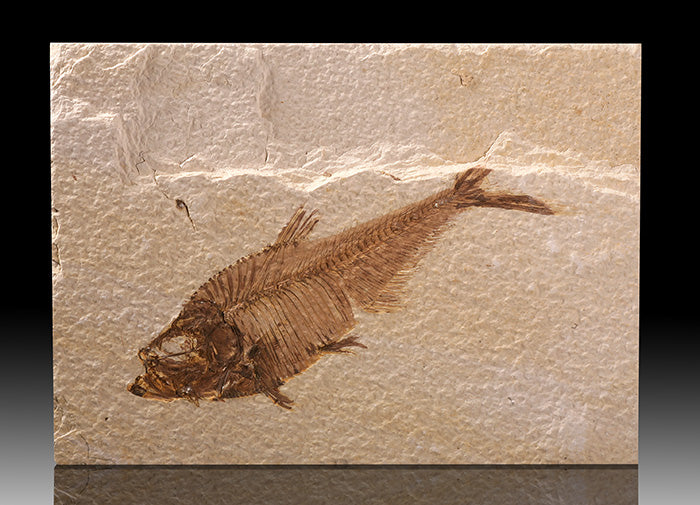 7" Diplomystus Plate (with stand)